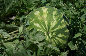 Dagestan farmer finds new way to increase yield of watermelons 