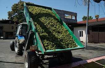 2024 grape harvest is expected to remain at last year's level in Dagestan