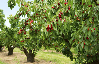 Dagestan assists Azerbaijani investor to certify seedlings